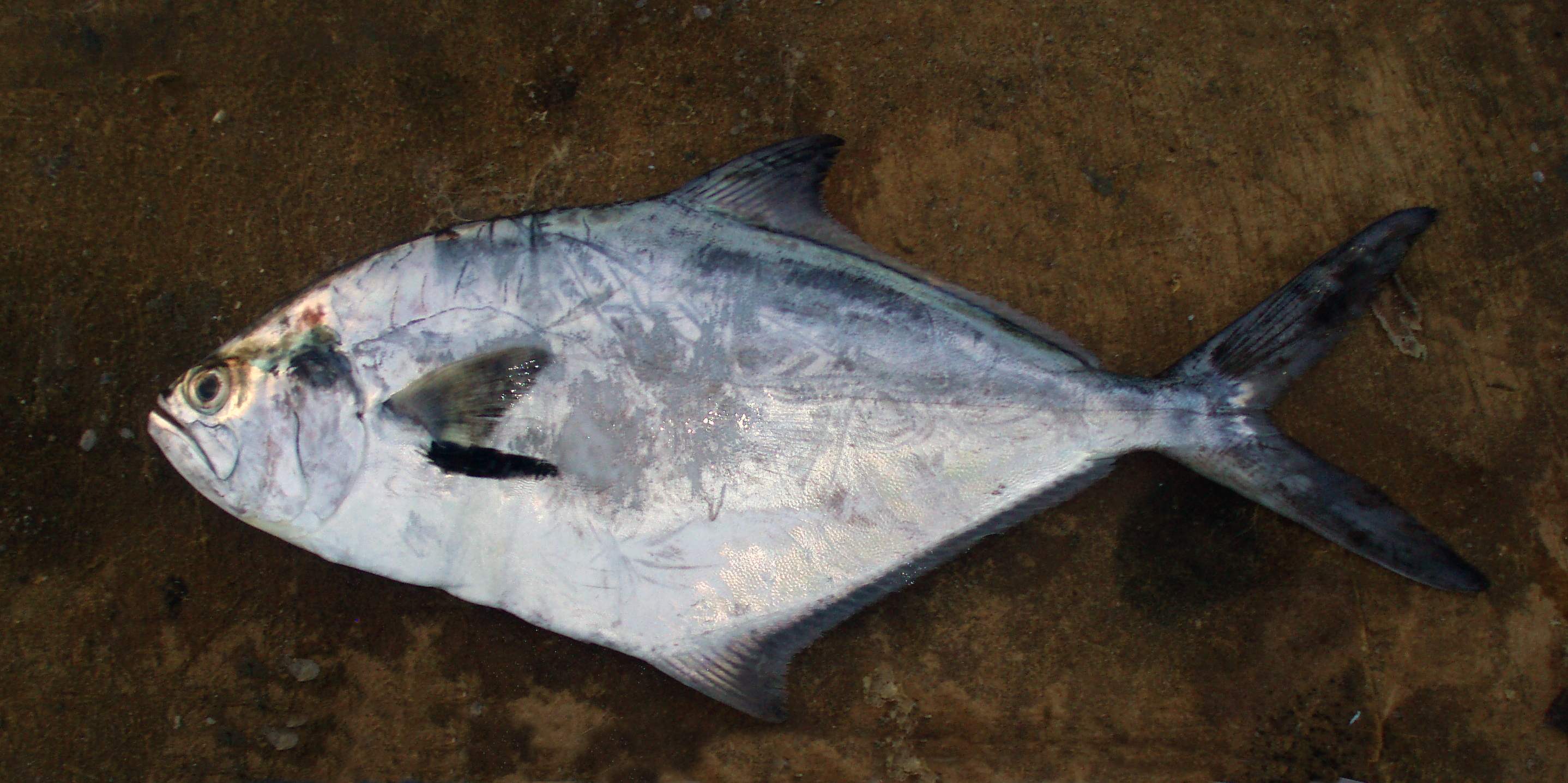 Palometa