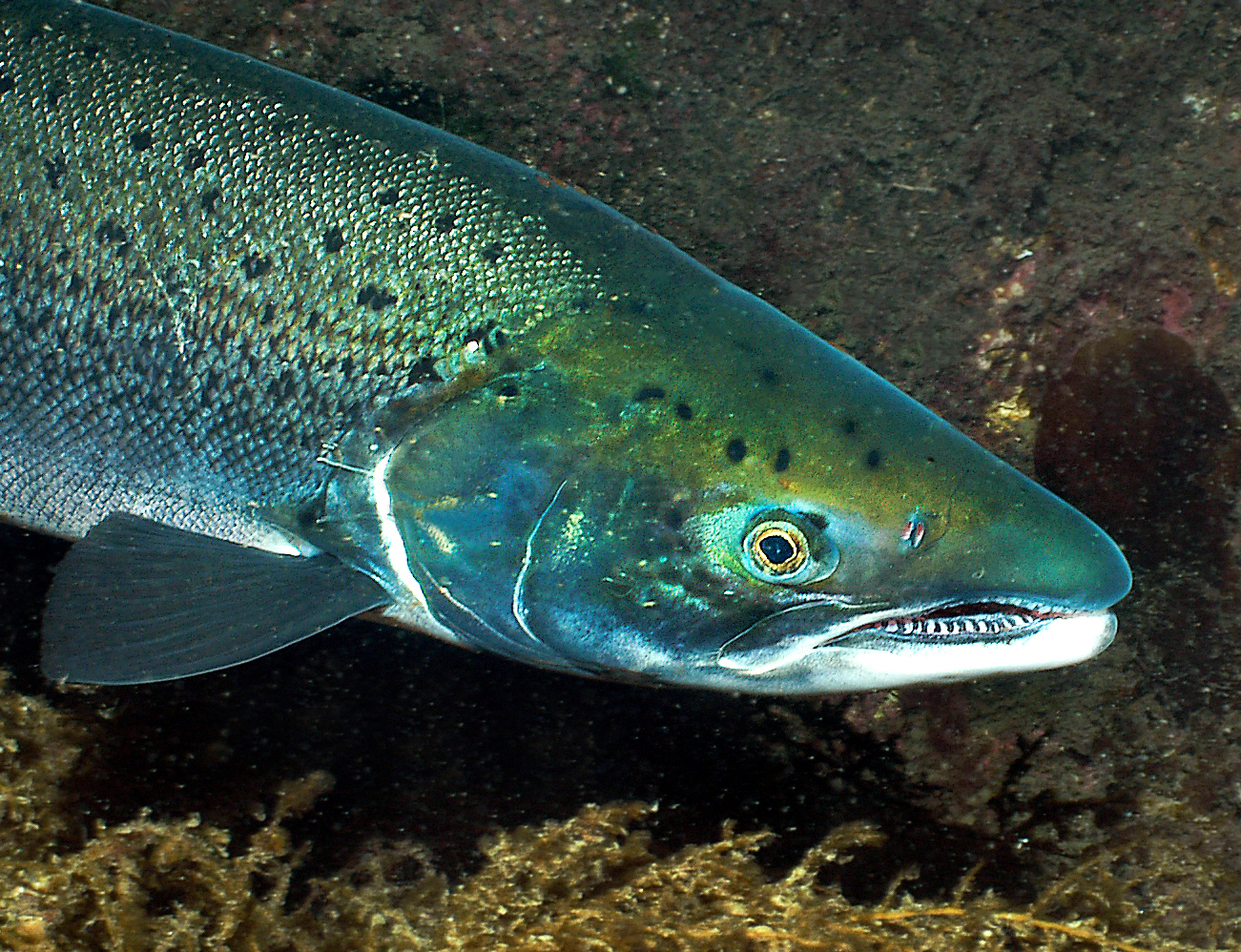 Salmon encerrado