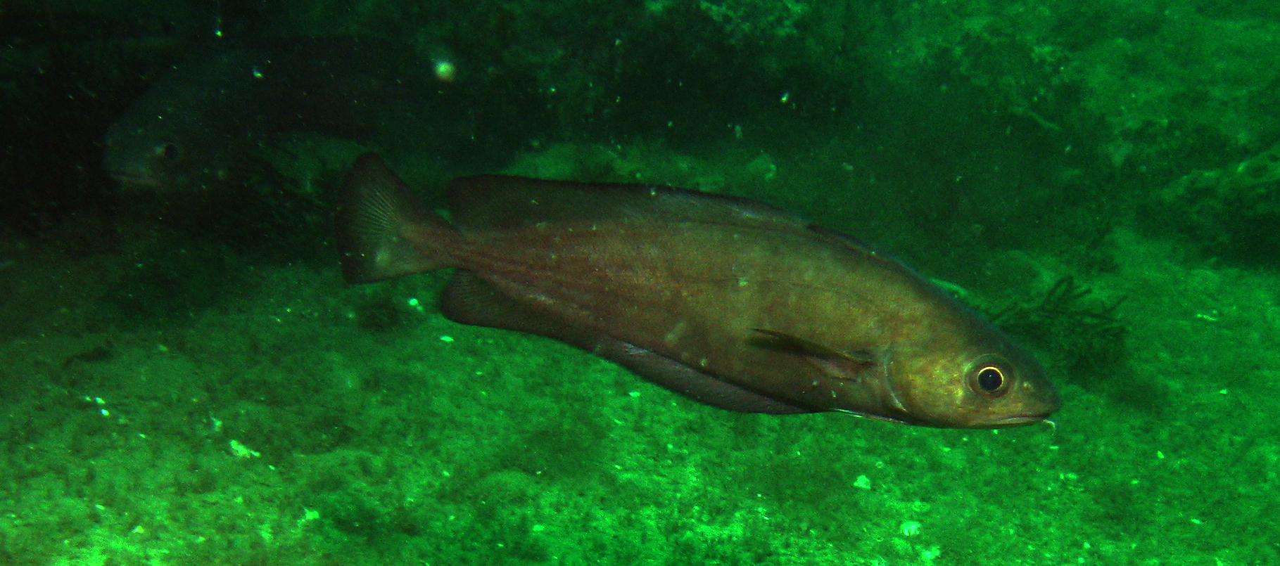 bacalao pardelas