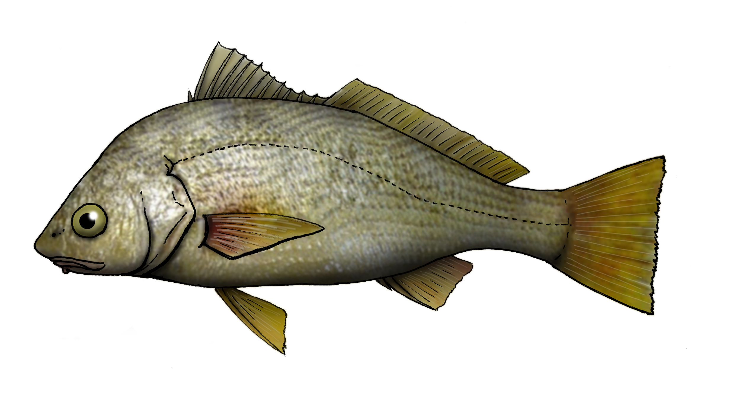 pargo