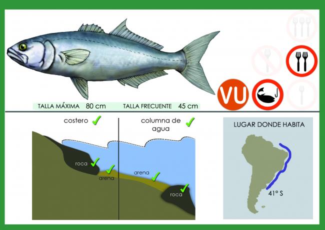 Ficha anchoa de banco