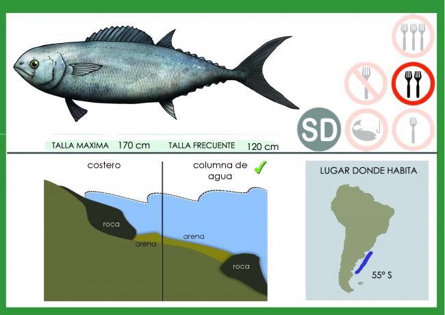 Ficha atun argentino