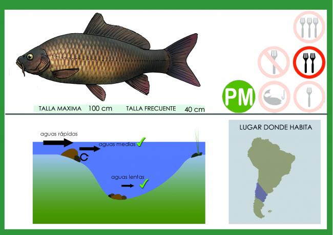 diagrama de pez carpa común