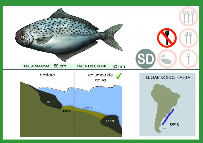 Ficha palometa moteada