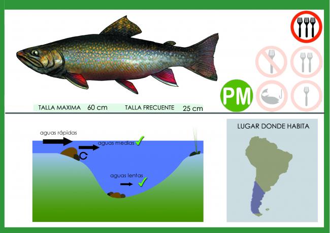 Ficha fontinalis